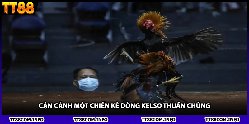 Cận cảnh một chiến kê dòng Kelso thuần chủng