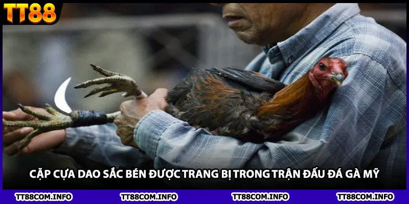 Cặp cựa dao sắc bén được trang bị trong trận đấu đá gà Mỹ