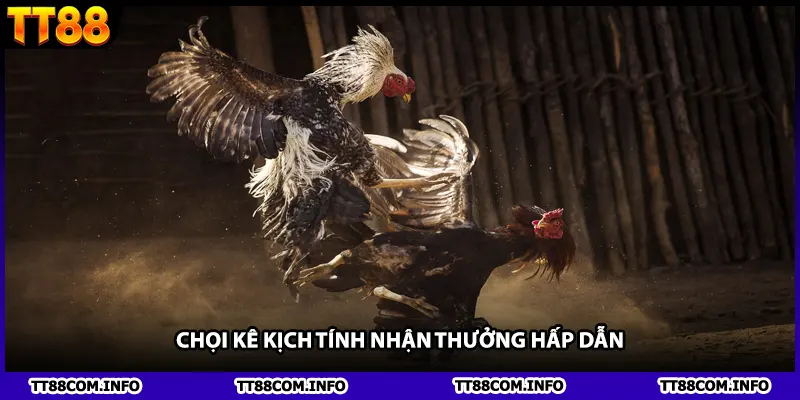 Chọi kê kịch tính nhận thưởng hấp dẫn