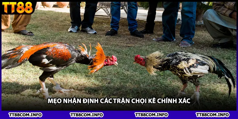 Mẹo nhận định các trận chọi kê chính xác