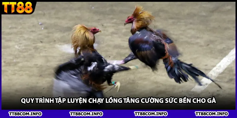 Quy trình tập luyện chạy lồng tăng cường sức bền cho gà