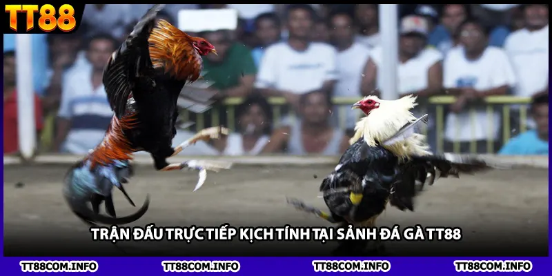 Trận đấu trực tiếp kịch tính tại sảnh đá gà TT88